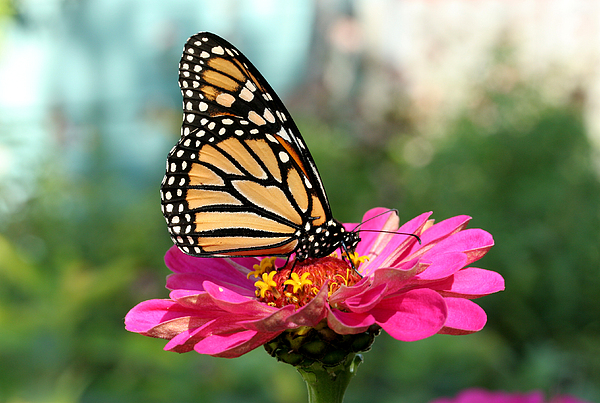 Zinnia with the Monarch by Steve Augustin Zinnia with the Monarch by Steve Augustin